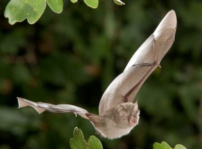 Our Irish Bats Learn About Lesser Horse Shoe Bat