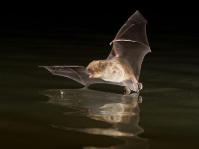 Are Bats Good Or Bad Learn About Daubenton S Bat Hunting Over Water
