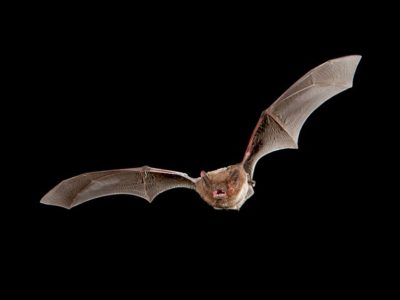 myths and legends learn about bats